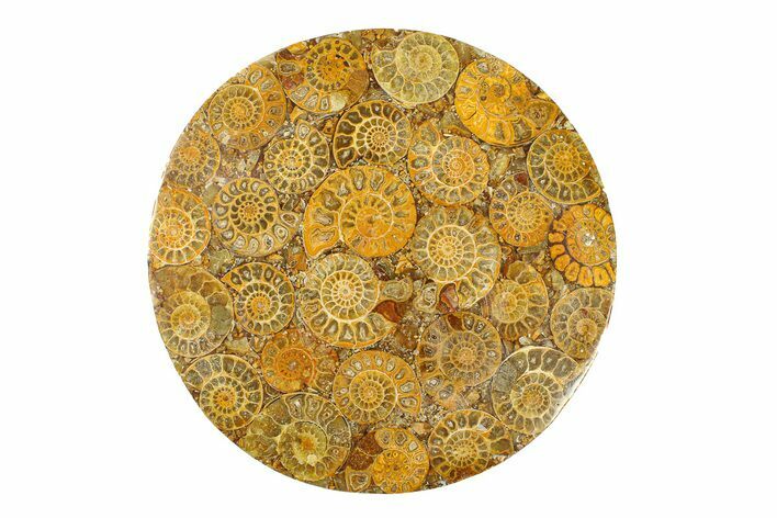 Composite Plate Of Agatized Ammonite Fossils #280972